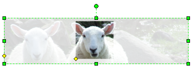 MaskedSheep
