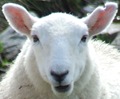SheepLast